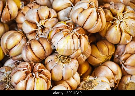 Gewöhnlicher Knoblauch (Allium sativum), viele große Knoblauch auf der Gemüsetheke auf dem lokalen Markt, Vietnam, Saigon Stockfoto