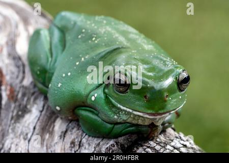 Australischer Grüner Baumfrosch ruht auf dem Baumstamm Stockfoto