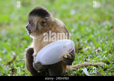 Nahaufnahme des getufteten Kapuzineraffen (Sapajus apella), des Kapuzineraffen in die Wildnis Brasiliens. Stockfoto