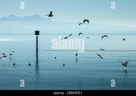 Möwen (Larinae), fliegende Möwen am Bodensee, Silhouette, Deutschland, Bayern, Lindau Stockfoto