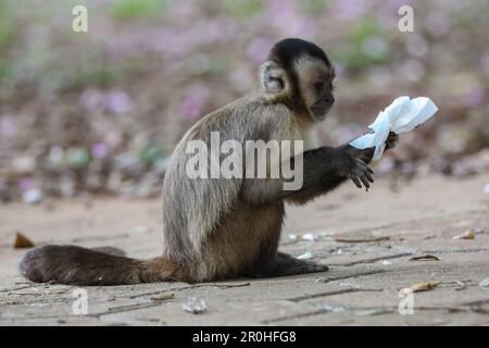 Nahaufnahme des getufteten Kapuzineraffen (Sapajus apella), des Kapuzineraffen in die Wildnis Brasiliens. Stockfoto