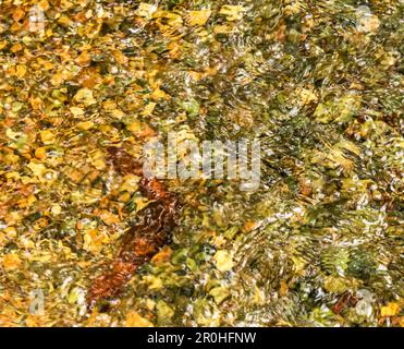 Blick von oben auf Wellen im Fluss bei Sonnenlicht, über helle Felsen und Kieselsteine. Abstract für Hintergrund, Websites, Muster. Stockfoto