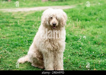 Großer zickiger Hund auf dem grünen Gras. Weißer königlicher Pudel. Stockfoto