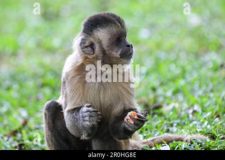 Nahaufnahme des getufteten Kapuzineraffen (Sapajus apella), des Kapuzineraffen in die Wildnis Brasiliens. Stockfoto