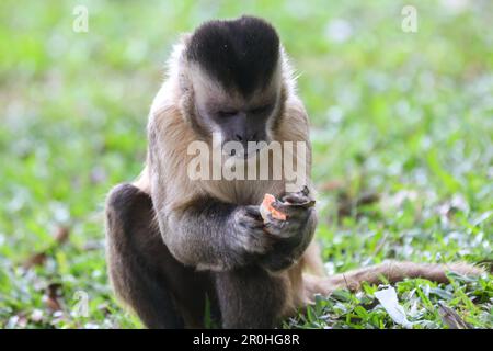 Nahaufnahme des getufteten Kapuzineraffen (Sapajus apella), des Kapuzineraffen in die Wildnis Brasiliens. Stockfoto