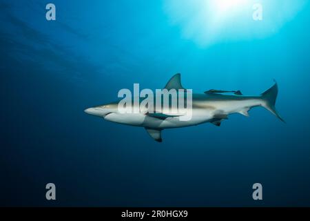 Schwarzspitzen Haie, Carcharhinus Limbatus, Aliwal Shoal, Indischer Ozean, Südafrika Stockfoto