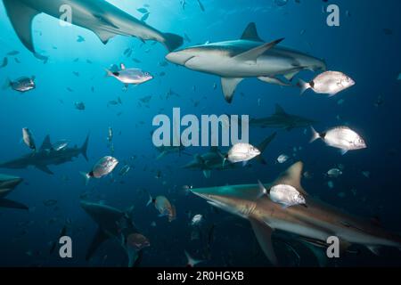 Schwarzspitzen Haie, Carcharhinus Limbatus, Aliwal Shoal, Indischer Ozean, Südafrika Stockfoto