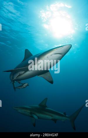 Schwarzspitzen Haie, Carcharhinus Limbatus, Aliwal Shoal, Indischer Ozean, Südafrika Stockfoto