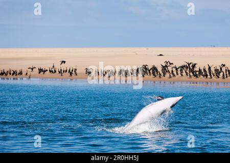 Tümmler, Tursiops Truncatus, Walvis Bay, Namibia Stockfoto