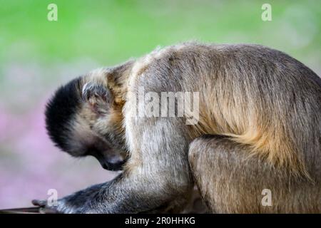 Nahaufnahme des getufteten Kapuzineraffen (Sapajus apella), des Kapuzineraffen in die Wildnis Brasiliens. Stockfoto