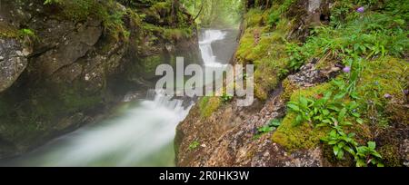 Stimitzbach in der Nähe von Gößl bin Grundlsee, Salzkammergut, Steiermark, Österreich Stockfoto