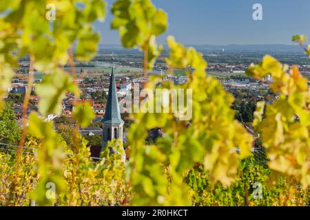 Blick auf die Kirche durch Reben, Thermenregion, Gumpoldskirchen, Niederösterreich, Österreich Stockfoto