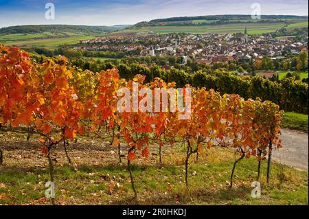 Weinberge entlang der Wein Lehrpfad, Markelsheim, Franken, Bayern, Deutschland Stockfoto