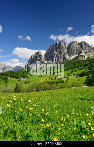 Globeblumen vor der Pomagagnon Range über Cortina, Cristallo Range, Dolomiten, UNESCO-Weltkulturerbe Dolomiten, Venetien, Italien Stockfoto