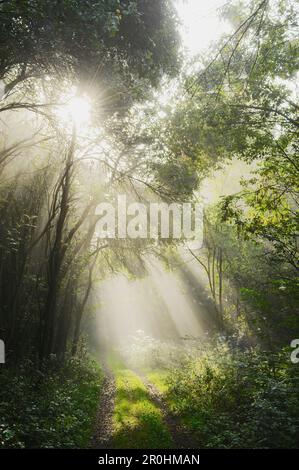 Waldweg mit Hintergrundbeleuchtung, Sonnenlicht durch Äste, Hessen, Deutschland Stockfoto