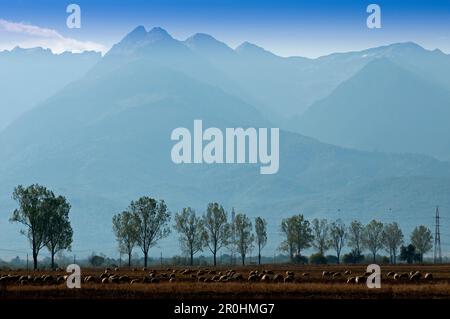 Das Fagaras-Gebirge in der Nähe des Dorfes Victoria, Siebenbürgen, Rumänien Stockfoto