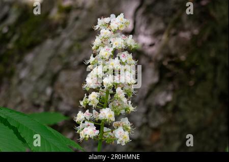 Aesculus hippocastanum L. Weiße Blüten einer Rosskastanie vor verschwommenem Hintergrund im Frühling Stockfoto