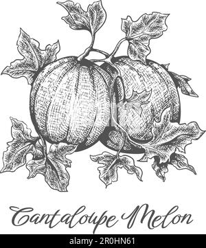 Cantaloupe-Melonen-Gravur Stock Vektor