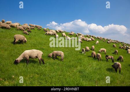 Auf dem Deich weidende Schafe, in der Nähe von Steinkirchen, Altes Land, Niedersachsen, Deutschland Stockfoto