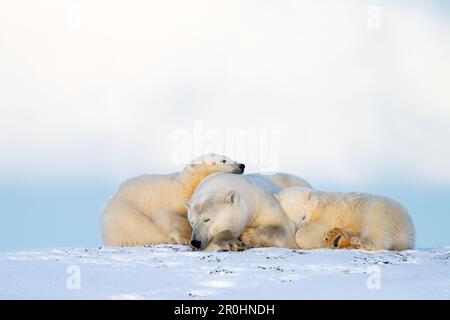 Eine Mutter Eisbär (Ursus maritimus) kuschelte mit ihren beiden Jungen. Fotografiert im Arctic National Wildlife Refuge, Alaska. Stockfoto