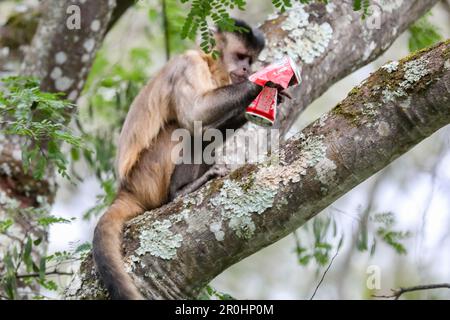 Nahaufnahme des getufteten Kapuzineraffen (Sapajus apella), des Kapuzineraffen in die Wildnis Brasiliens. Stockfoto