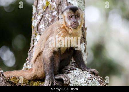 Nahaufnahme des getufteten Kapuzineraffen (Sapajus apella), des Kapuzineraffen in die Wildnis Brasiliens. Stockfoto