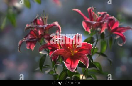 Lilium Stargazer, Philippinen, Asien Stockfoto