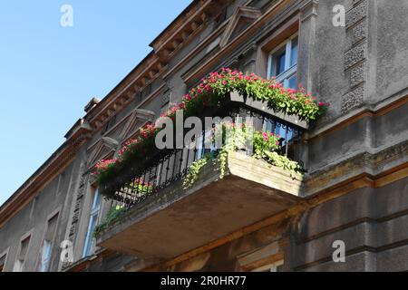 Balkon eines alten Gebäudes, dekoriert mit wunderschönen blühenden Topfpflanzen an sonnigen Tagen, niedriger Winkel Blick Stockfoto