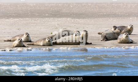 Auf Schlammflächen ruhende Siegel, Phoca vitulina, östfriesische Inseln, Nationalpark, UNESCO-Weltkulturerbe, Nordsee, Deutschland, Europa Stockfoto