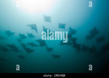 Schule des pazifischen Cownose Ray, Rhinoptera Steindachneri, Cabo San Lucas, Baja California Sur, Mexiko Stockfoto