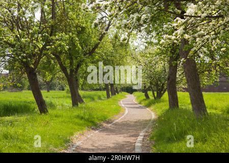 Apfelgasse im Woerlitzer Park, UNESCO-Weltkulturerbe Gartenreich Dessau-Woerlitz, Sachsen-Anhalt, Deutschland Stockfoto