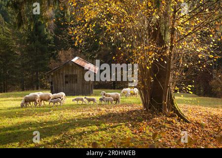 Bergweide mit Schafen, in der Nähe von Garmisch-Partenkirchen, Wetterstein, Werdenfels, Bayern, Deutschland Stockfoto