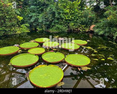 Teich mit den wunderschönen Seerosenblättern von Königin Victoria Stockfoto