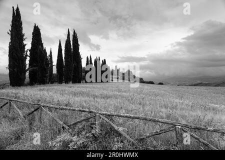 Gasse mit Zypressen, Castello di Romena im Hintergrund, nahe Pratovecchio, nahe Poppi, Casentino, Arno-Tal, Provinz Arezzo, Toskana Stockfoto