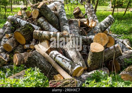 Ein Haufen Stämme von gesägten Birken Stockfoto