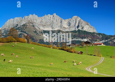 Pfad zum Hof vor Wilder Kaiser von Süden mit Regalmspitze, Ackerlspitze und Maukspitze, Wilder Kaiser, Kaiser Range, Tirol, Österreich Stockfoto