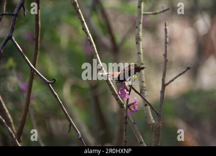 Schmetterling aus dem Peacock-Auge auf pinkfarbenen Daphne-Mezereum-Blumen. Sonniger Frühlingstag. Stockfoto
