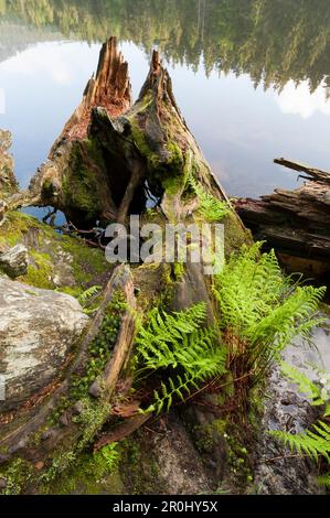 Fauler Baumstamm am Ufer eines Sees, Bergsee, großer Arbersee, Bayerischer Wald, Bayern, Deutschland Stockfoto