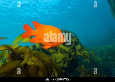 Garibaldi-Fische im Kelpwald, Hypsypops Rubicundus, Insel San Benito, Mexiko Stockfoto