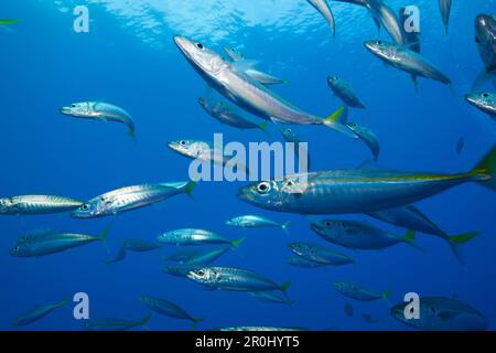 Pacific Jack Makrelen, Trachurus Symmetricus, Insel Guadalupe, Mexiko Stockfoto