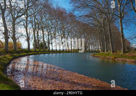 Allee der Platanen entlang des Canal du Midi, Capestang, Abt. Hérault, Languedoc-Roussillon, Frankreich, Europa Stockfoto