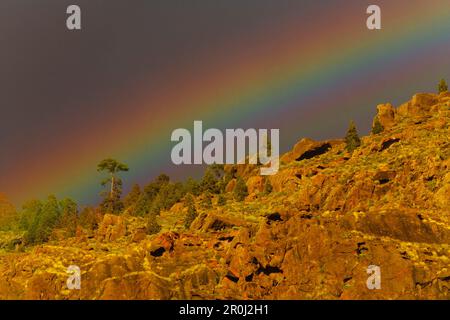 Regenbogen- und kanarische Kiefern, Felsen, Berge, Tal von El Risco, in der Nähe von Agaete, Naturschutzgebiet, Parque Natural de Tamadaba, UNESCO Biosphere Res Stockfoto