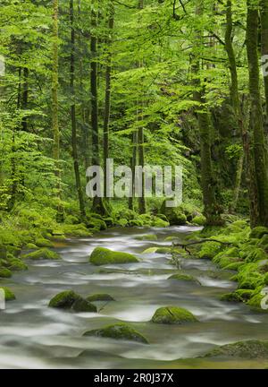 Stream, Grobbach, Geroldsau, Schwarzwald, Baden-Baden, Baden-Württemberg, Deutschland Stockfoto