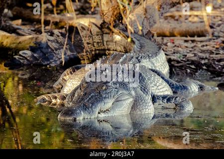 Australisches Krokodil im Kakadu-Nationalpark, Northern Territory, Australien Stockfoto