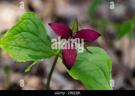 Ein rotes trillium, Trillium erectum, wächst in den wilden Adirondack Mountains, NY USA Wald Stockfoto