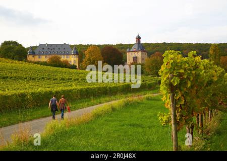 Weingut, in der Nähe von Schloss Vollrads Oestrich-Winkel, Mittelrhein, Mittelrhein, Hessen, Deutschland, Europa Stockfoto