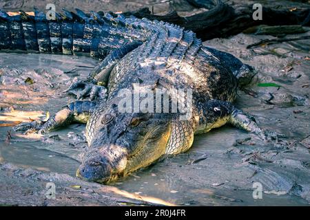 Australisches Krokodil im Kakadu-Nationalpark, Northern Territory, Australien Stockfoto