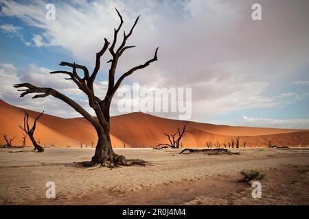 Tot Kameldornbäume mit roten Dünen im Dead Vlei, Sossusvlei, Namib-Wüste Namib-Naukluft-Nationalpark, Namibia, Afrika Stockfoto