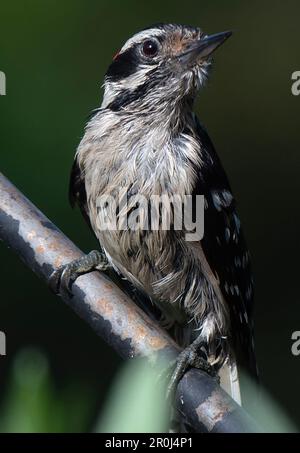 Ein Woodpecker kommt an Deck an Stockfoto