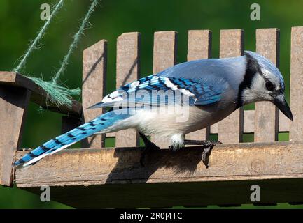 Ein Bluejay kommt an Deck an Stockfoto
